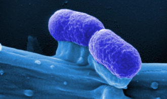 Probiotische Bakterien könnten gegen Krebs wirken