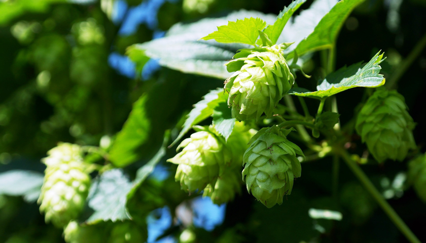 Gesunder Hopfen – Bier gegen Krebs?